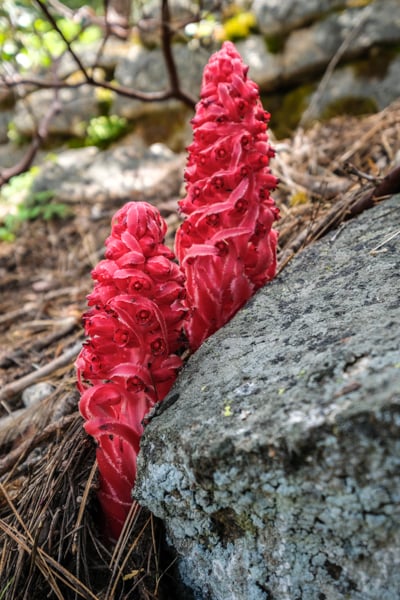 Snow Flower Red Plants