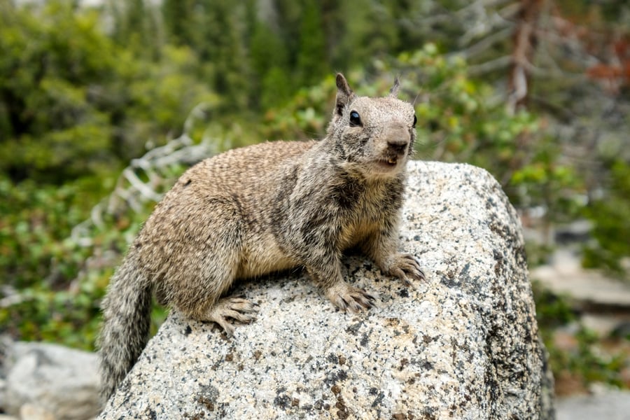 Squirrel Chipmunk