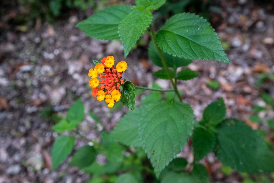 Flower Plant Jungle