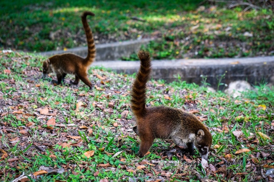 Coatimundis Animals Wildlife