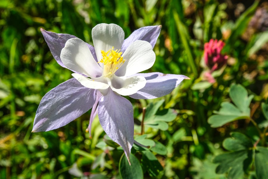 Columbine flower