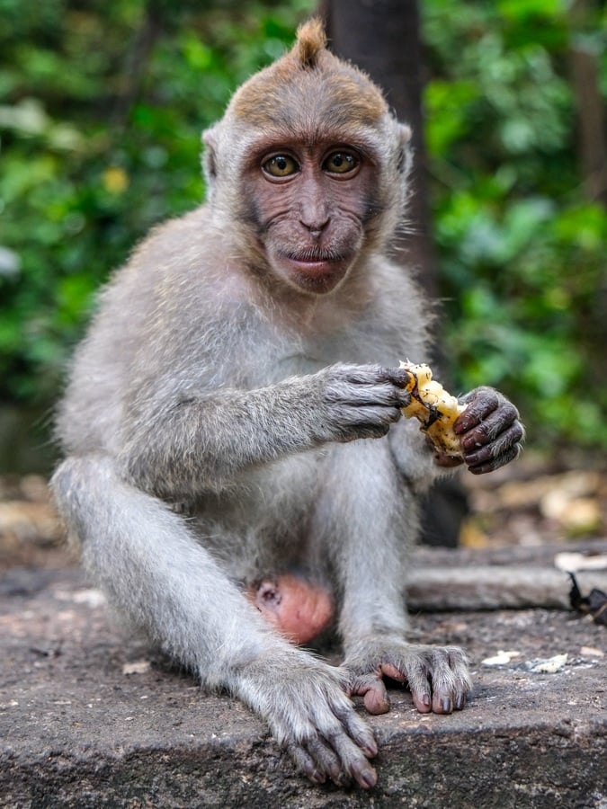 Ubud Sacred Monkey Forest Sanctuary Bali Baby