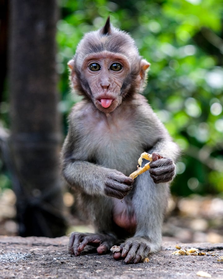 Ubud Sacred Monkey Forest Sanctuary Bali Baby