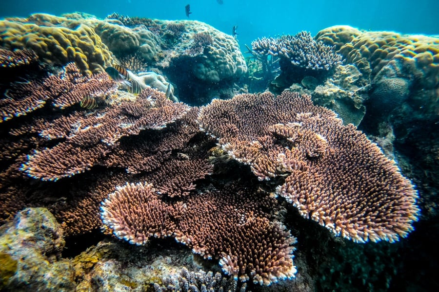 Belitung snorkeling