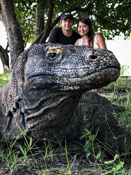 Komodo Dragon Wildlife