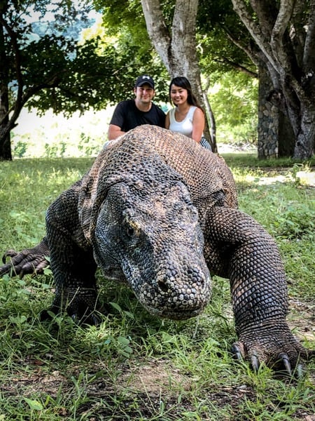 Komodo Dragon Wildlife